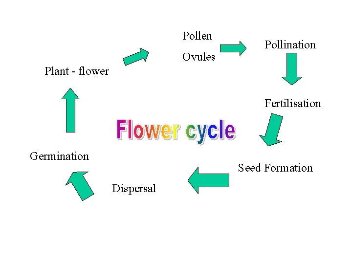 Pollen Ovules Pollination Plant - flower Fertilisation Germination Seed Formation Dispersal Pollen Ovules Pollination Plant - flower Fertilisation Germination Seed Formation Dispersal