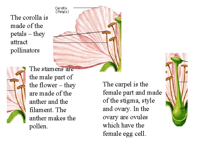 The corolla is made of the petals – they attract pollinators The stamens are The corolla is made of the petals – they attract pollinators The stamens are
