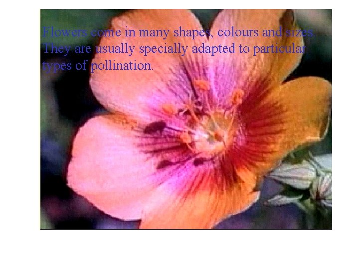 Flowers come in many shapes, colours and sizes. They are usually specially adapted to Flowers come in many shapes, colours and sizes. They are usually specially adapted to
