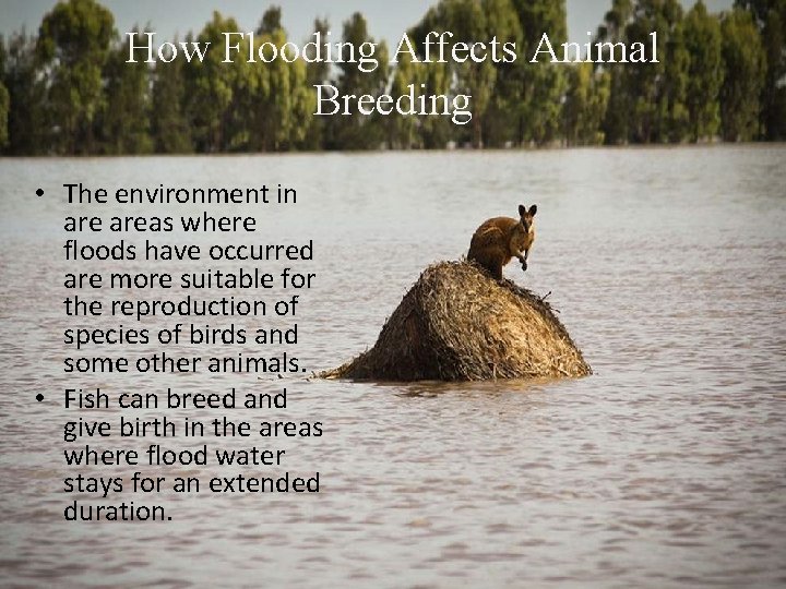 How Flooding Affects Animal Breeding • The environment in areas where floods have occurred How Flooding Affects Animal Breeding • The environment in areas where floods have occurred