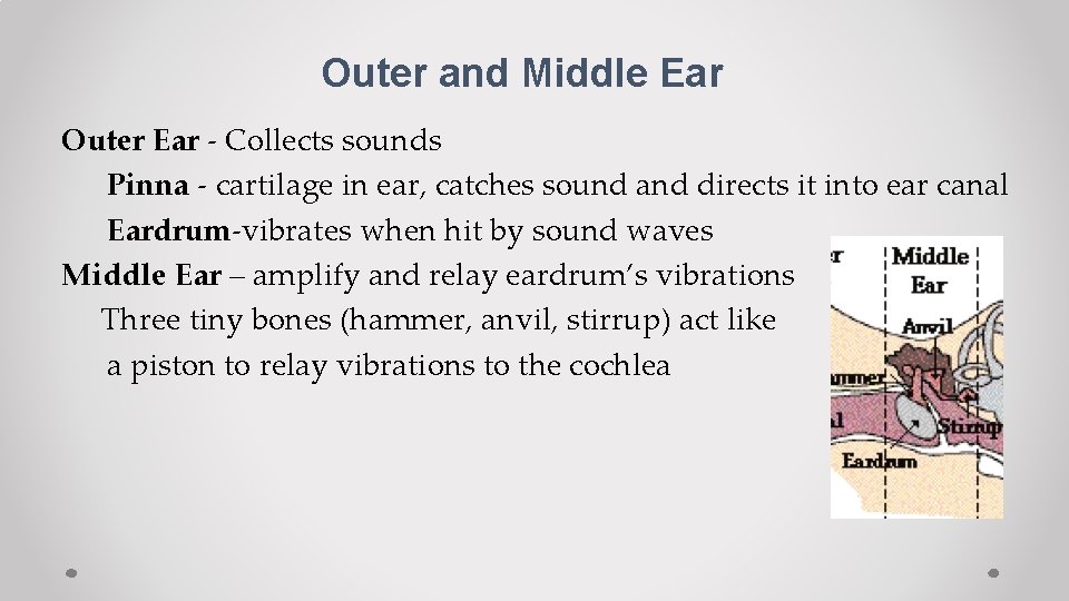 Outer and Middle Ear Outer Ear - Collects sounds Pinna - cartilage in ear,