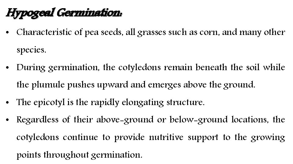 Hypogeal Germination: • Characteristic of pea seeds, all grasses such as corn, and many