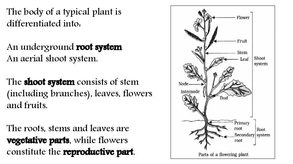 The body of a typical plant is differentiated into: An underground root system An