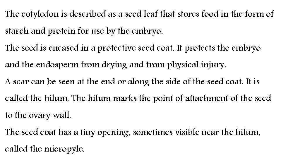 The cotyledon is described as a seed leaf that stores food in the form