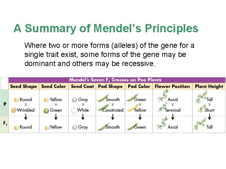 A Summary of Mendel’s Principles Where two or more forms (alleles) of the gene