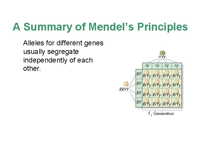A Summary of Mendel’s Principles Alleles for different genes usually segregate independently of each
