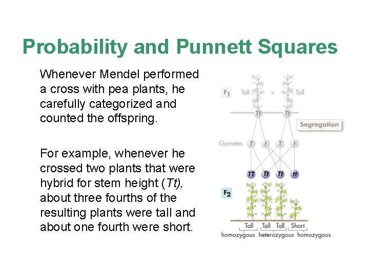 Probability and Punnett Squares Whenever Mendel performed a cross with pea plants, he carefully