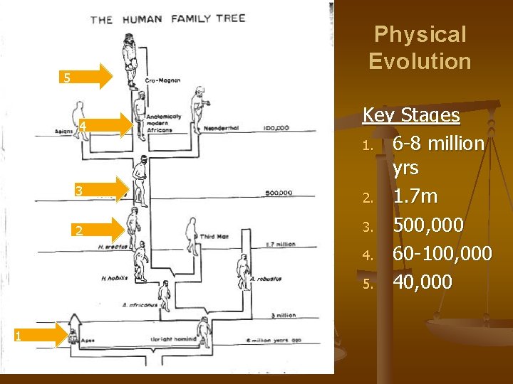 5 Physical Evolution 5 4 4 3 2 1 1 3 2 Key Stages