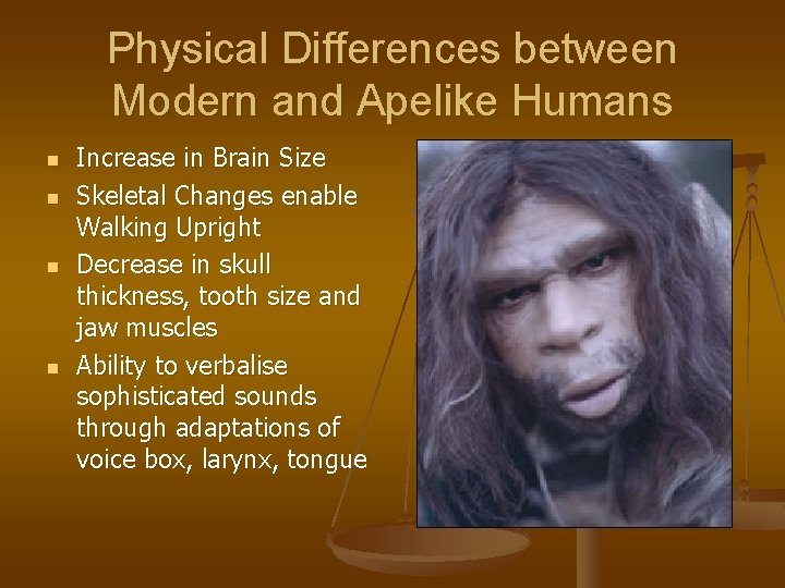 Physical Differences between Modern and Apelike Humans n n Increase in Brain Size Skeletal