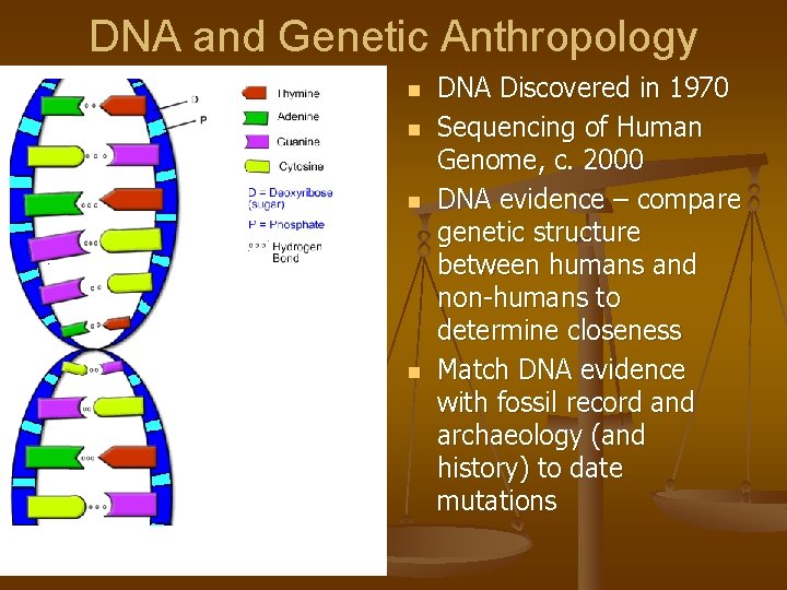 DNA and Genetic Anthropology n n DNA Discovered in 1970 Sequencing of Human Genome,