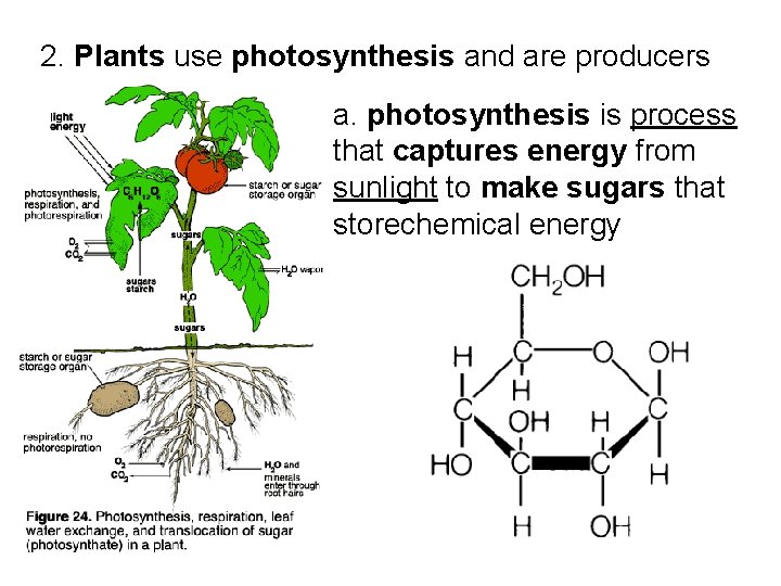 2. Plants use photosynthesis and are producers a. photosynthesis is process that captures energy