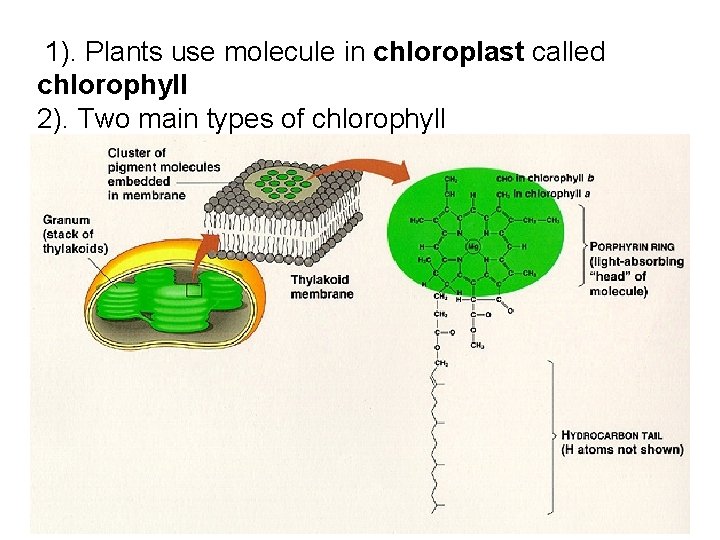1). Plants use molecule in chloroplast called chlorophyll 2). Two main types of chlorophyll