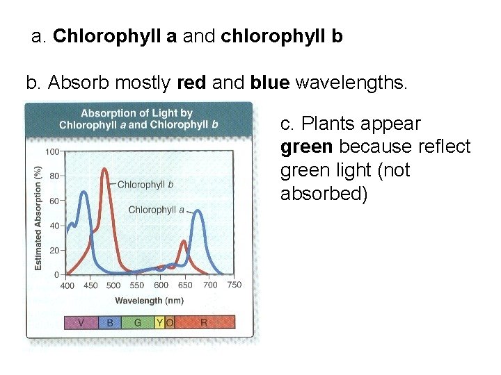 a. Chlorophyll a and chlorophyll b b. Absorb mostly red and blue wavelengths. c.