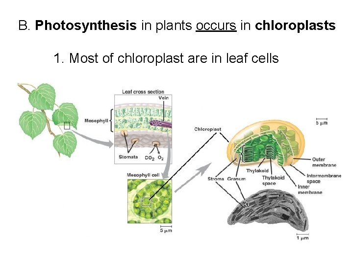 B. Photosynthesis in plants occurs in chloroplasts 1. Most of chloroplast are in leaf