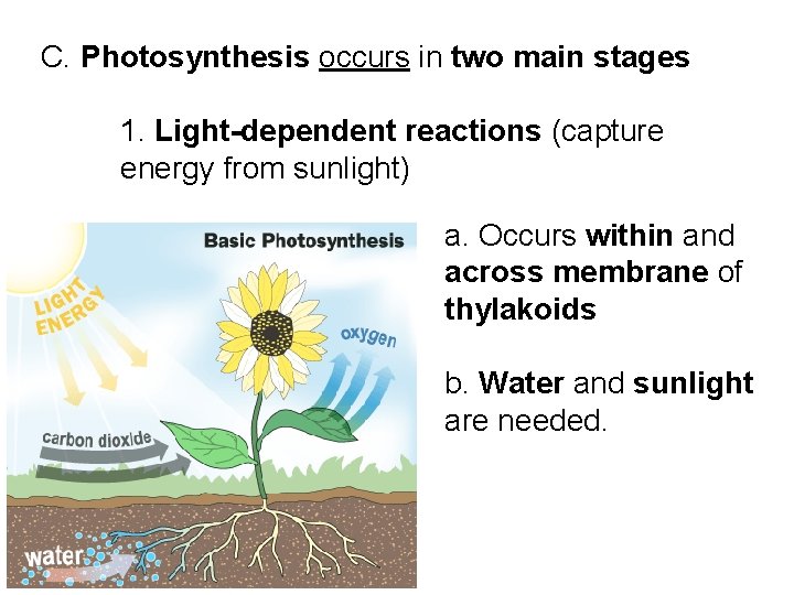 C. Photosynthesis occurs in two main stages 1. Light-dependent reactions (capture energy from sunlight)