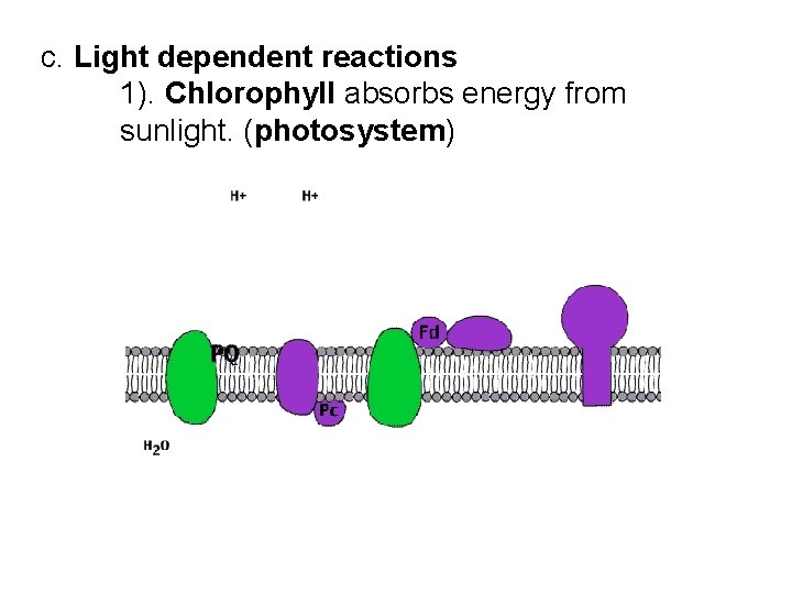 c. Light dependent reactions 1). Chlorophyll absorbs energy from sunlight. (photosystem) 