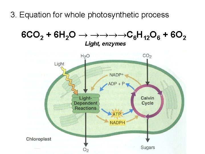 3. Equation for whole photosynthetic process 6 CO 2 + 6 H 2 O