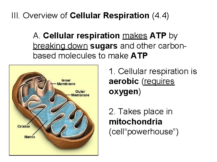 III. Overview of Cellular Respiration (4. 4) A. Cellular respiration makes ATP by breaking