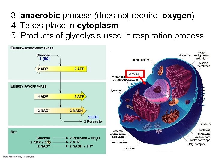 3. anaerobic process (does not require oxygen) 4. Takes place in cytoplasm 5. Products