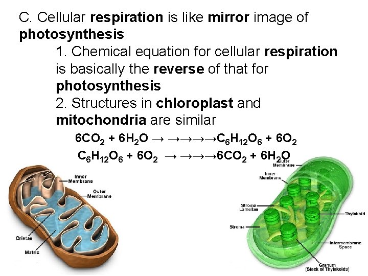 C. Cellular respiration is like mirror image of photosynthesis 1. Chemical equation for cellular