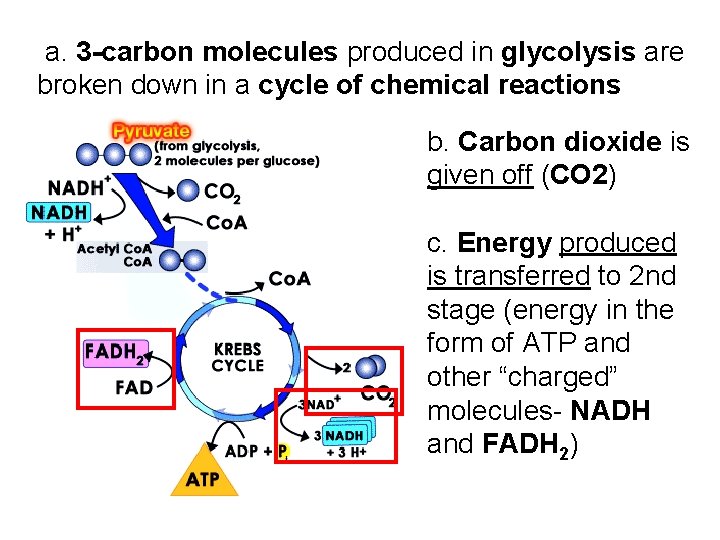 a. 3 -carbon molecules produced in glycolysis are broken down in a cycle of