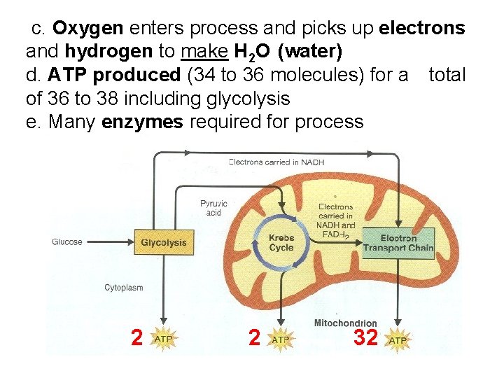 c. Oxygen enters process and picks up electrons and hydrogen to make H 2