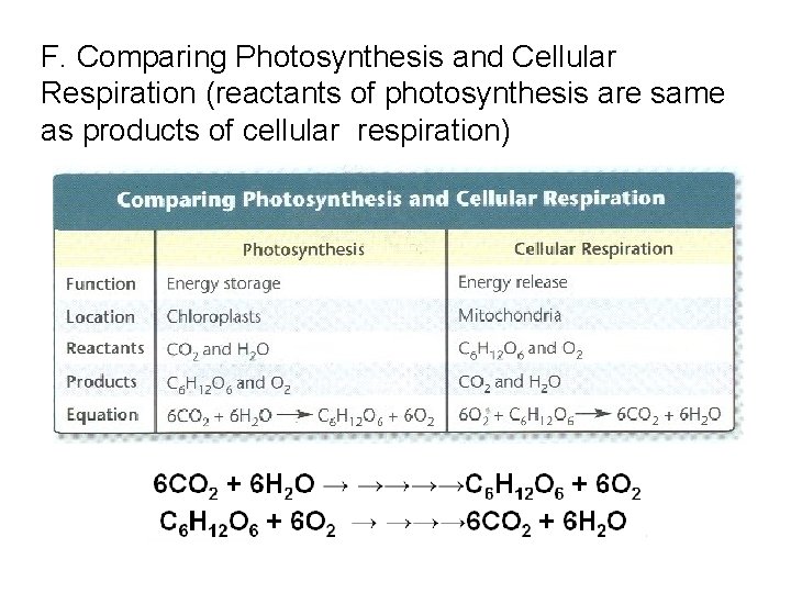 F. Comparing Photosynthesis and Cellular Respiration (reactants of photosynthesis are same as products of
