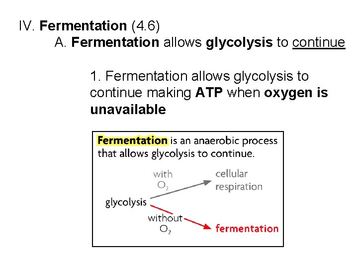 IV. Fermentation (4. 6) A. Fermentation allows glycolysis to continue 1. Fermentation allows glycolysis