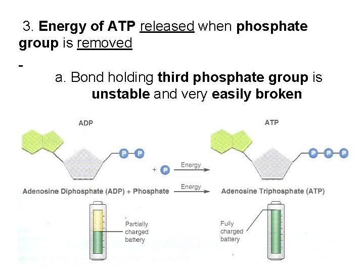 3. Energy of ATP released when phosphate group is removed a. Bond holding third