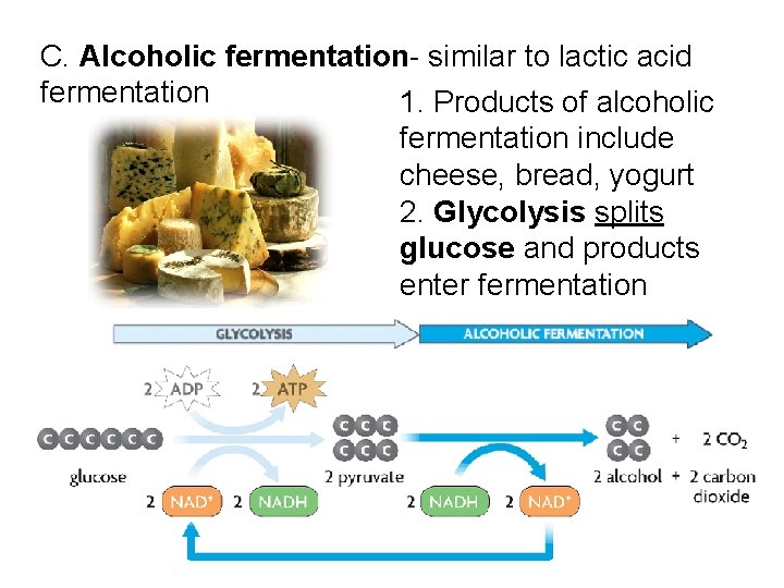 C. Alcoholic fermentation- similar to lactic acid fermentation 1. Products of alcoholic fermentation include