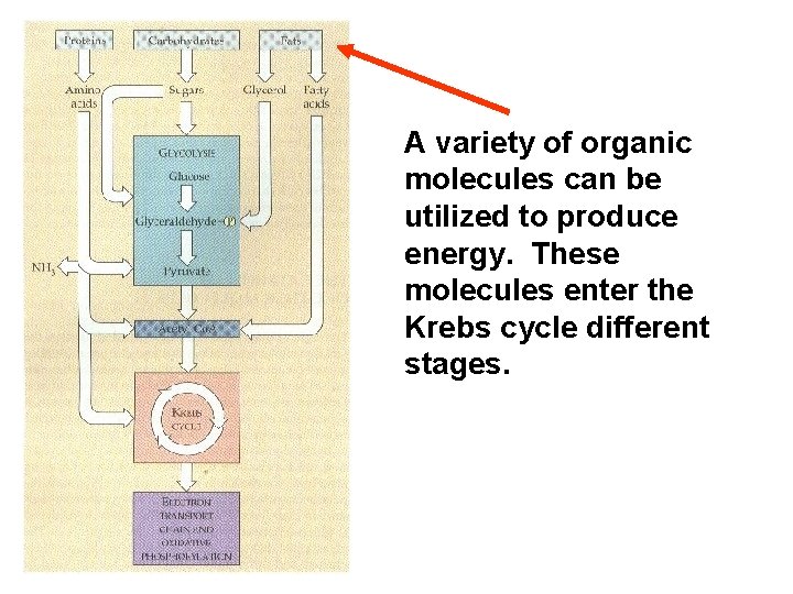 A variety of organic molecules can be utilized to produce energy. These molecules enter