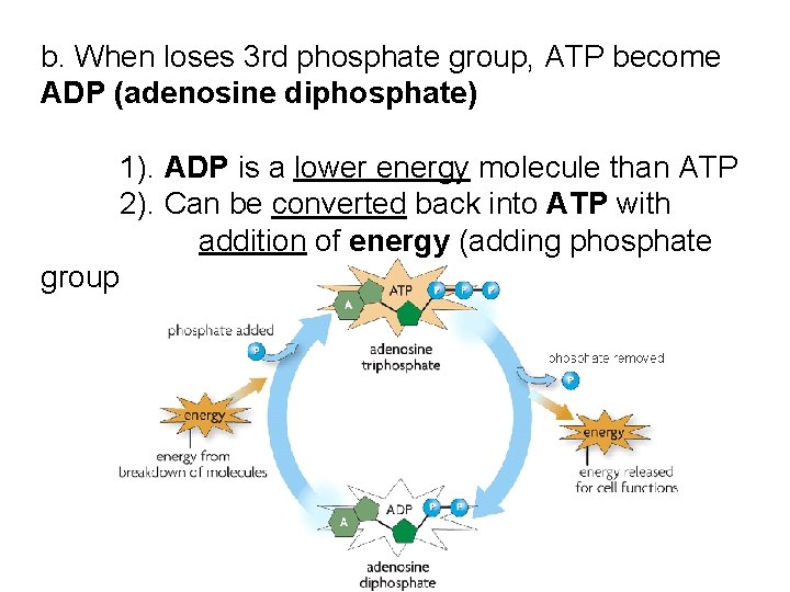 b. When loses 3 rd phosphate group, ATP become ADP (adenosine diphosphate) 1). ADP