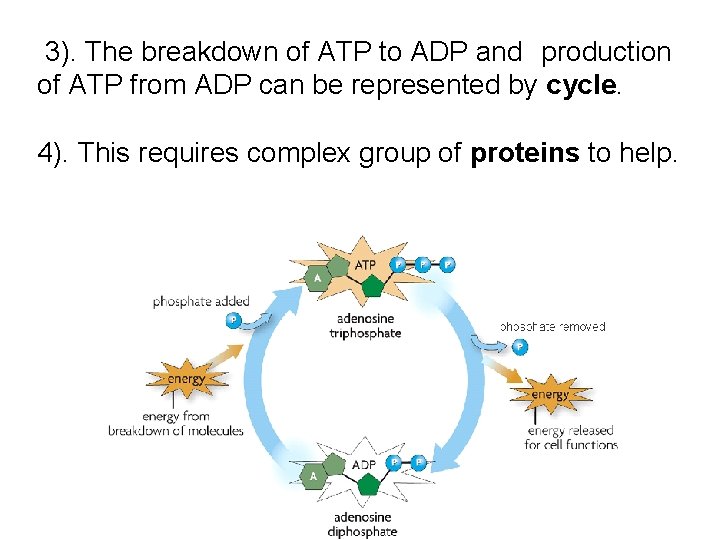 3). The breakdown of ATP to ADP and production of ATP from ADP can
