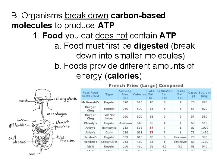B. Organisms break down carbon-based molecules to produce ATP 1. Food you eat does