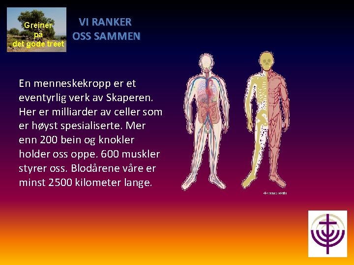 Greiner på det gode treet VI RANKER OSS SAMMEN En menneskekropp er et eventyrlig