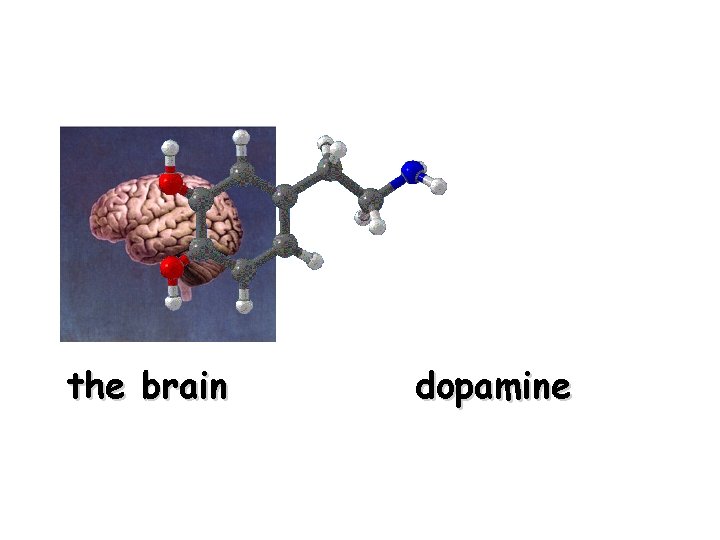 the brain dopamine 