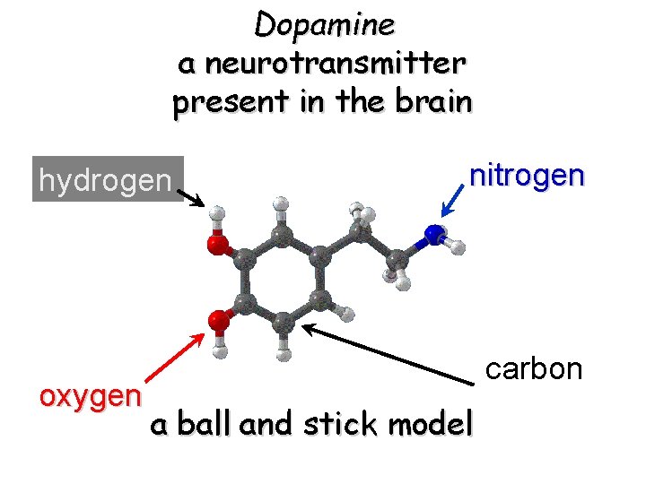 Dopamine a neurotransmitter present in the brain hydrogen oxygen nitrogen carbon a ball and