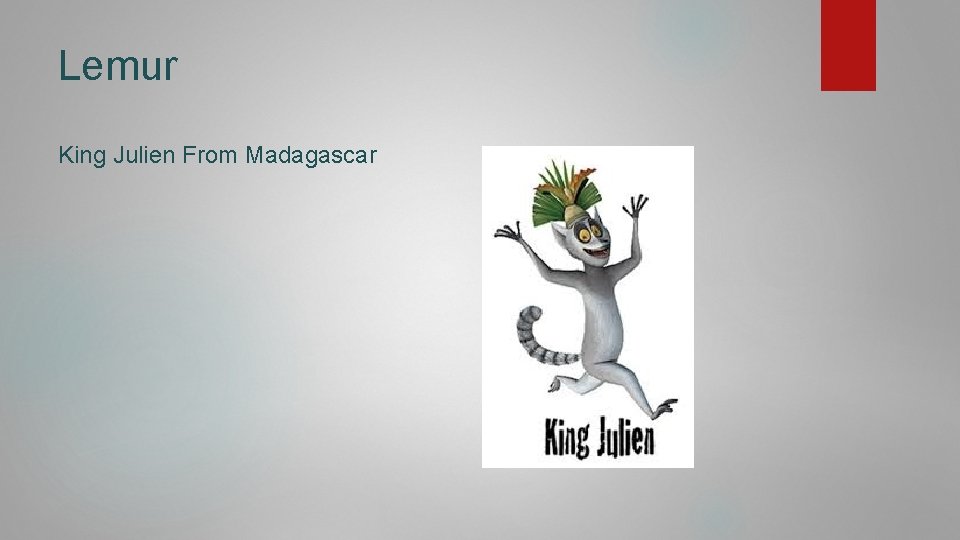 Lemur King Julien From Madagascar 