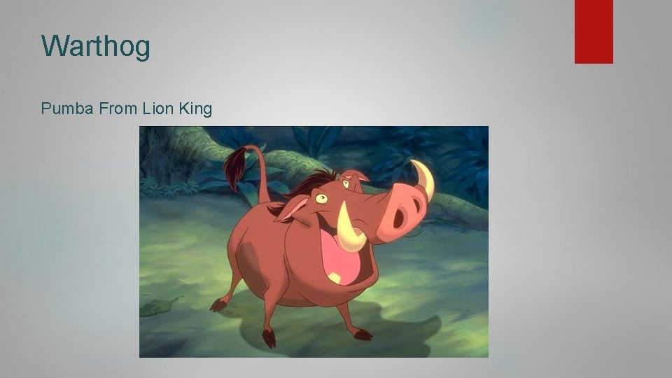 Warthog Pumba From Lion King 