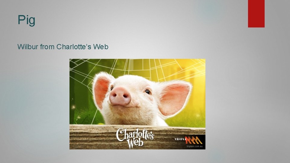Pig Wilbur from Charlotte’s Web 