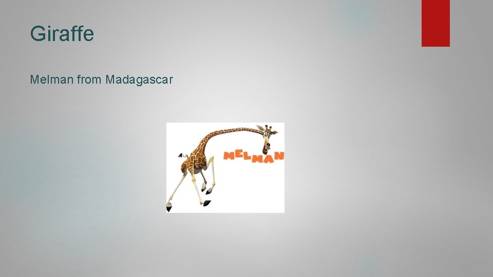 Giraffe Melman from Madagascar 