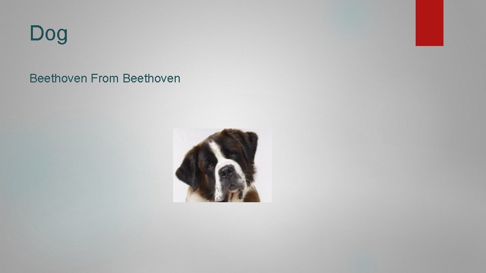 Dog Beethoven From Beethoven 