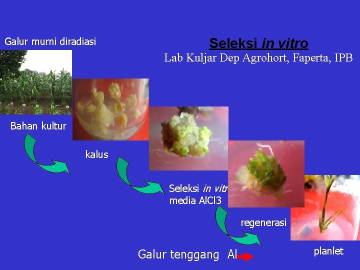 Galur murni diradiasi Seleksi in vitro Lab Kuljar Dep Agrohort, Faperta, IPB Bahan kultur