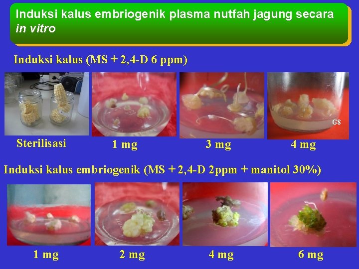 Induksi kalus embriogenik plasma nutfah jagung secara in vitro Induksi kalus (MS + 2,