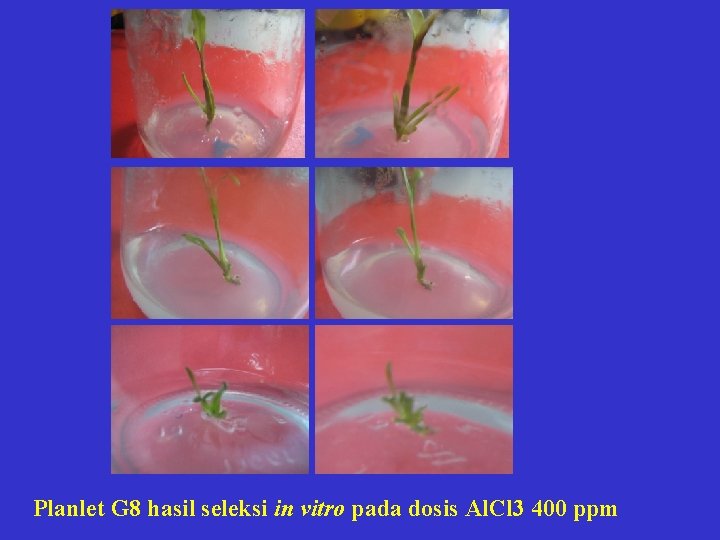 Planlet G 8 hasil seleksi in vitro pada dosis Al. Cl 3 400 ppm