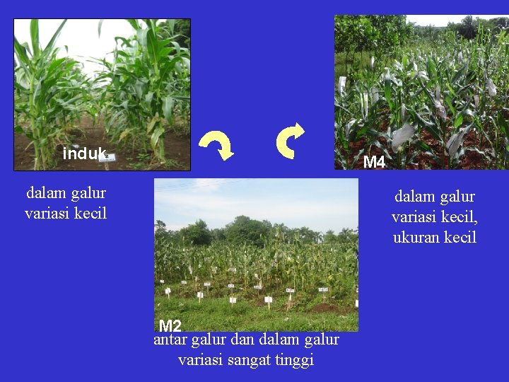 induk M 4 dalam galur variasi kecil, ukuran kecil M 2 antar galur dan