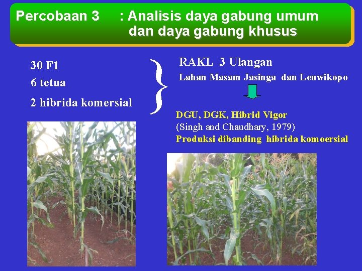 Percobaan 3 : Analisis daya gabung umum dan daya gabung khusus 30 F 1