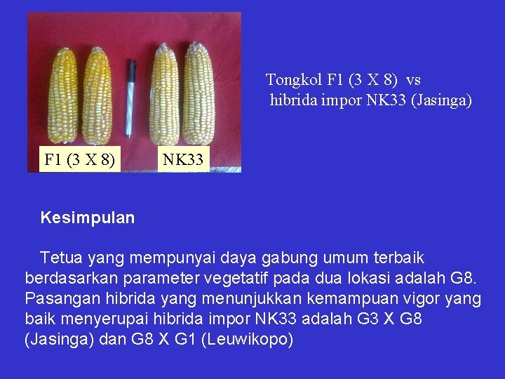 Tongkol F 1 (3 X 8) vs hibrida impor NK 33 (Jasinga) F 1