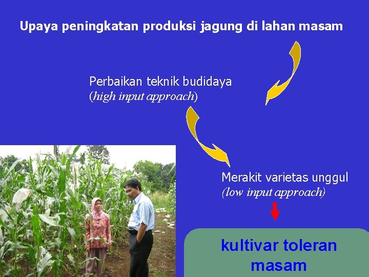 Upaya peningkatan produksi jagung di lahan masam Perbaikan teknik budidaya (high input approach) Merakit