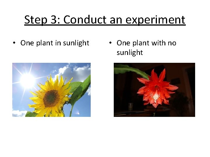 Step 3: Conduct an experiment • One plant in sunlight • One plant with